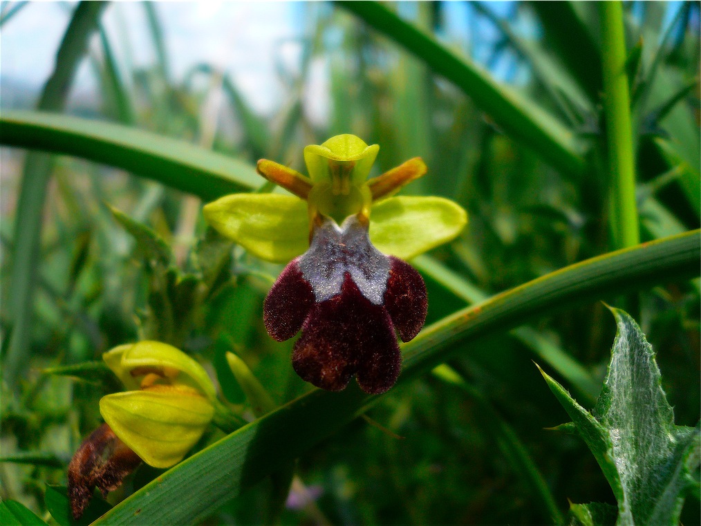 Ophrys , Orchis e ibridi - Orchidee cittadine II